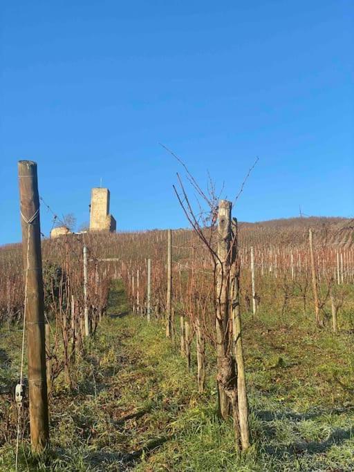 Le Cocon Du «Katzelberg» A 10Mn De Colmar Lejlighed Katzenthal Eksteriør billede